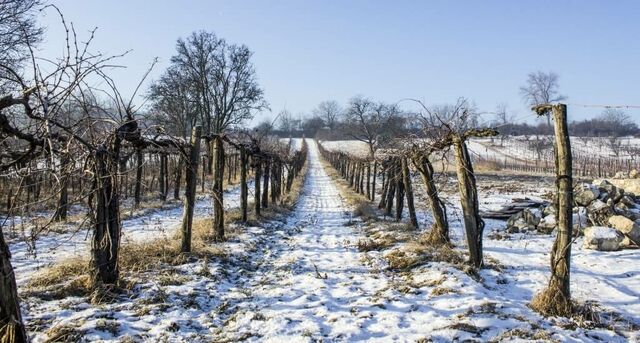 Téli dűnék, forralt bor, gasztrosétány - Téli Etyeki Piknik - 2018. január 20.