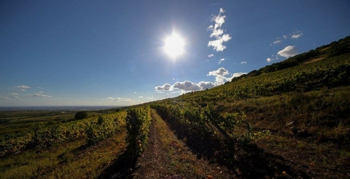 Extrém időjárás, de bő szőlőtermés - Jó évet zártak a magyar bortermelők