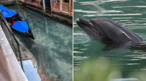 Velence csatornái kitisztultak, Szardínia kikötőjében újra megjelentek a delfinek