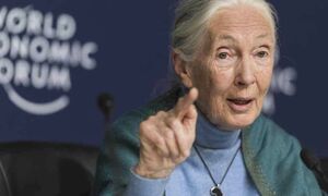 Jane Goodall Magyaroszágon