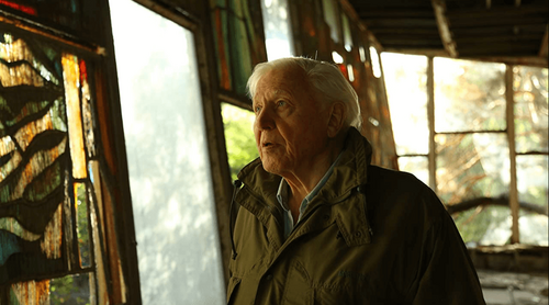 Sir David Attenborough válaszolt az emberiség jövője miatt aggódó 4 éves kisfiú levelére