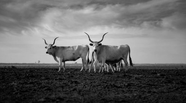 Hortobágy - National Geographic