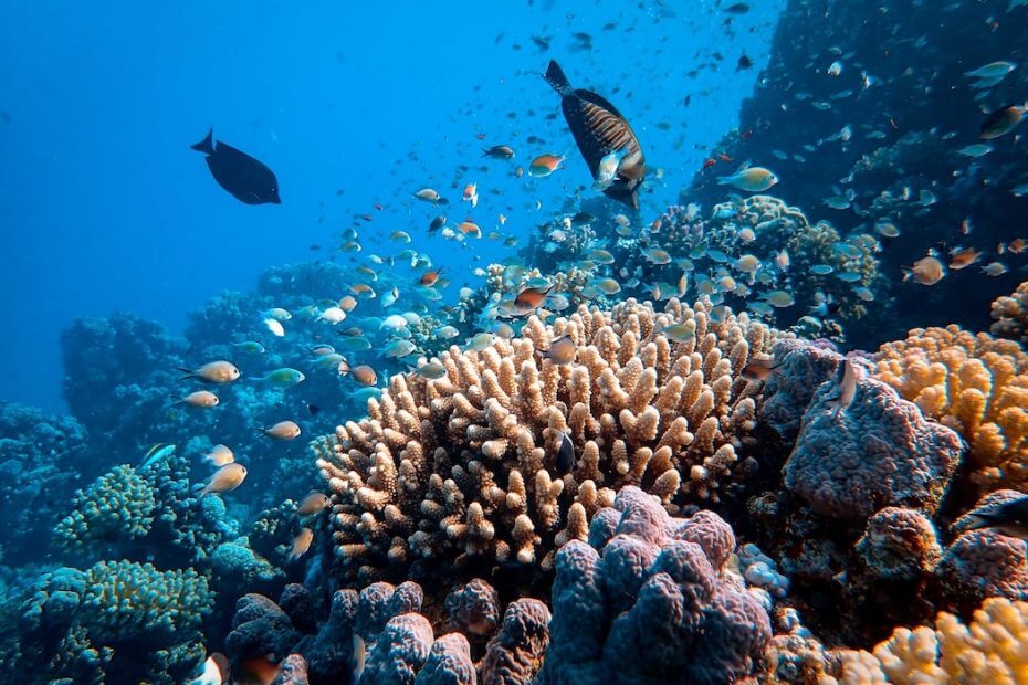 klímakrízis - korallzátony