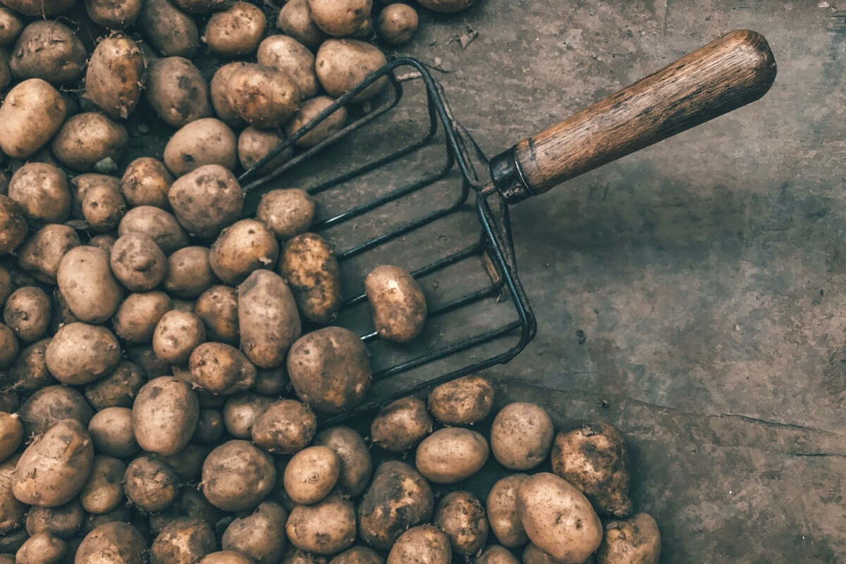 Váratlan tányértéma a budapesti Bocuse d'Or kontinensdöntőn