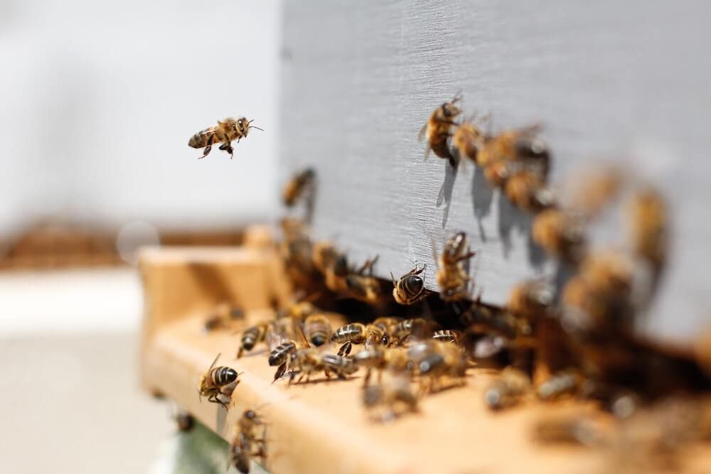 fenntarthatóság - Ljubliana - méhek