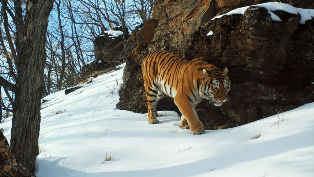 szibériai tigris - Frozen Planet II - A fagy birodalma