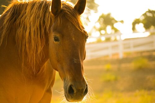 Legkevesebb 5 ló elpusztult a leghíresebb amerikai lóverseny alatt