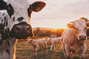 Dánia megadóztatja a böfögő teheneket