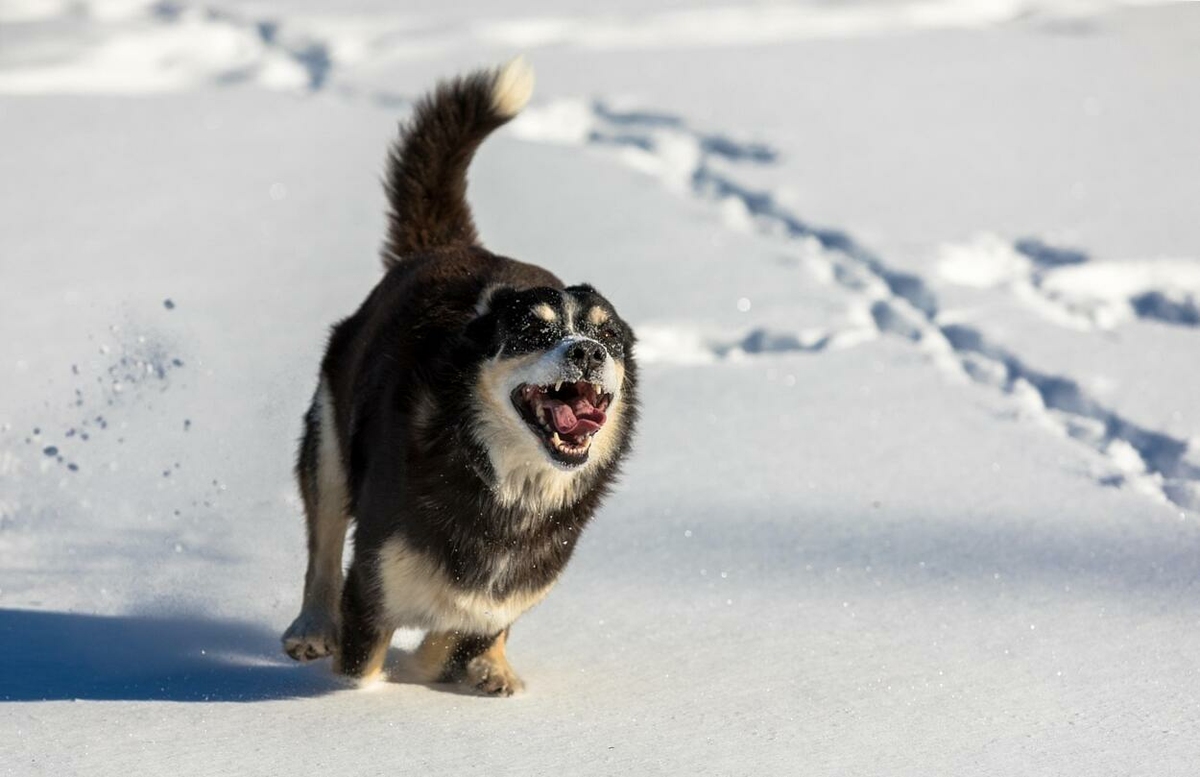 Hogyan gondoskodj házi kedvenced szőrzetéről télen?