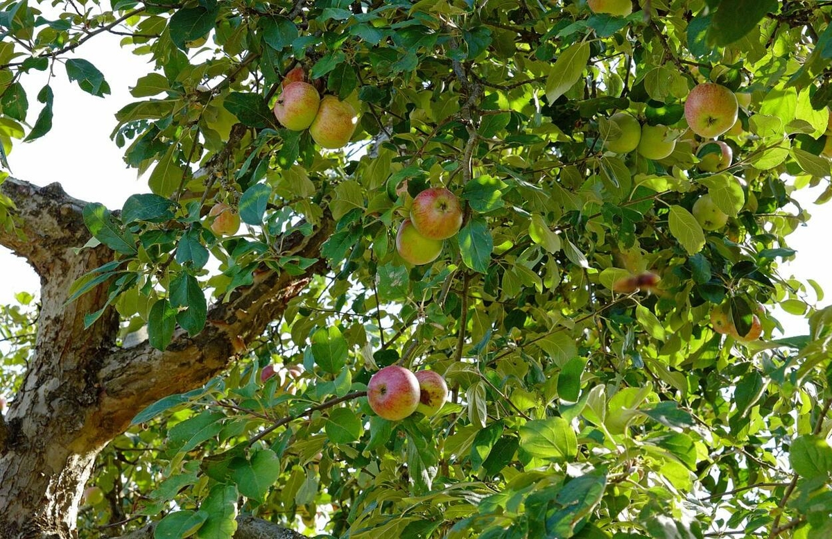 Élmények a kertben: a gyümölcsfák újra felfedezése