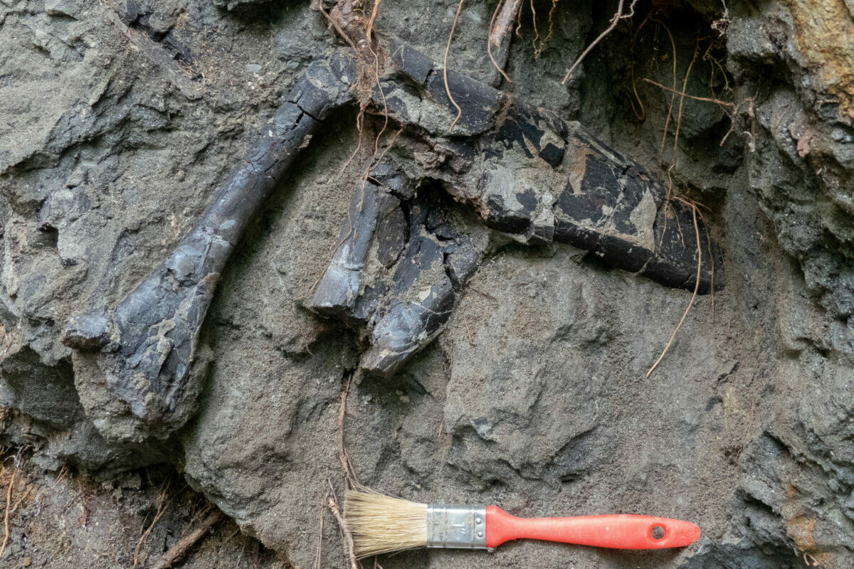 Kivételesen gazdag dinoszaurusz-lelőhelyet fedeztek fel Erdélyben