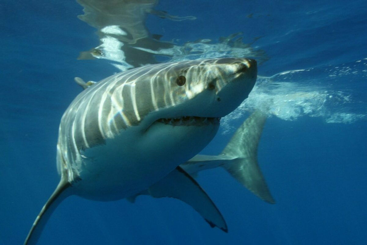 Megharapta egy cápa a mexikói tengerbiológust, ő mégis visszatér a mélybe!