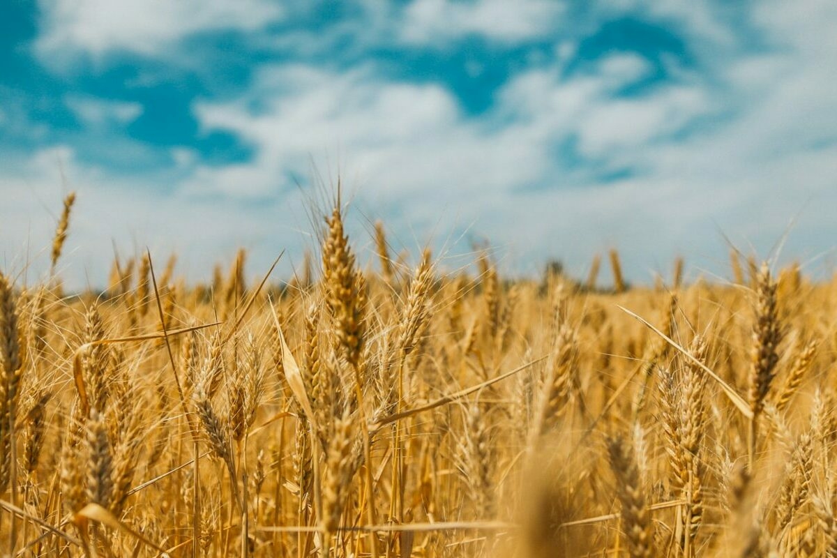 Az ember, aki megmentette Indiát az éhínségtől: M.S. Swaminathan