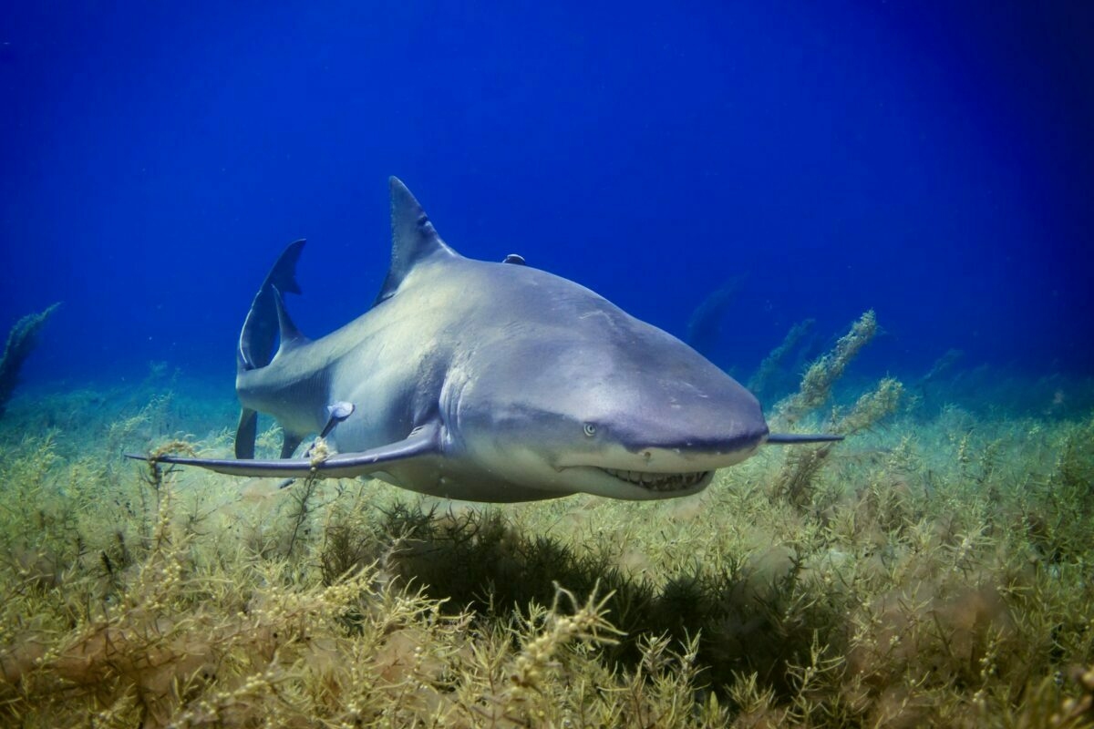 Felkavaró trailert kapott a cápás katasztrófafilm, amit idén tavasszal neked is látnod kell