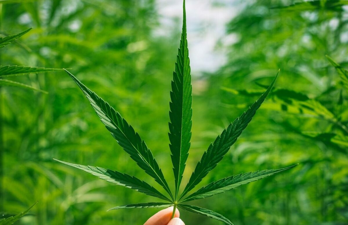 Miért nem mindegy, hogy milyen CBD olajat választunk?